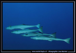 The "flying squadron" in the waters of the Red Sea :O).... by Michel Lonfat 